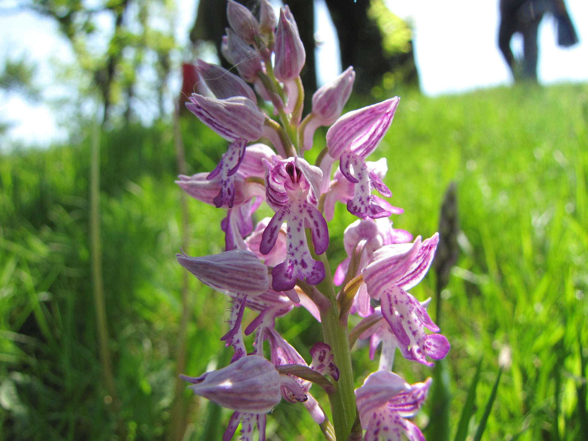 Neotinea tridentata, Ochis militari, simia e Anacamptis morio